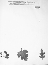Oidium chrysanthemi image